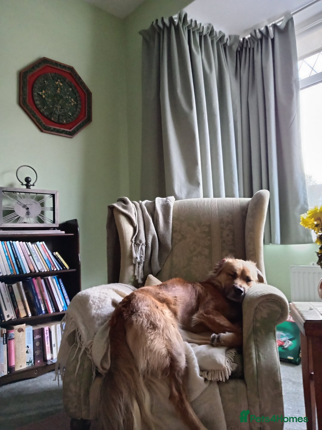 Mixed Breed dogs for sale: 2 yr mixed breed female - Advert 10