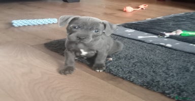 Staffordshire Bull Terrier dogs - Advert 15