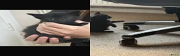 Mixed Breed cats for sale: Kittens to a good home - Advert 4