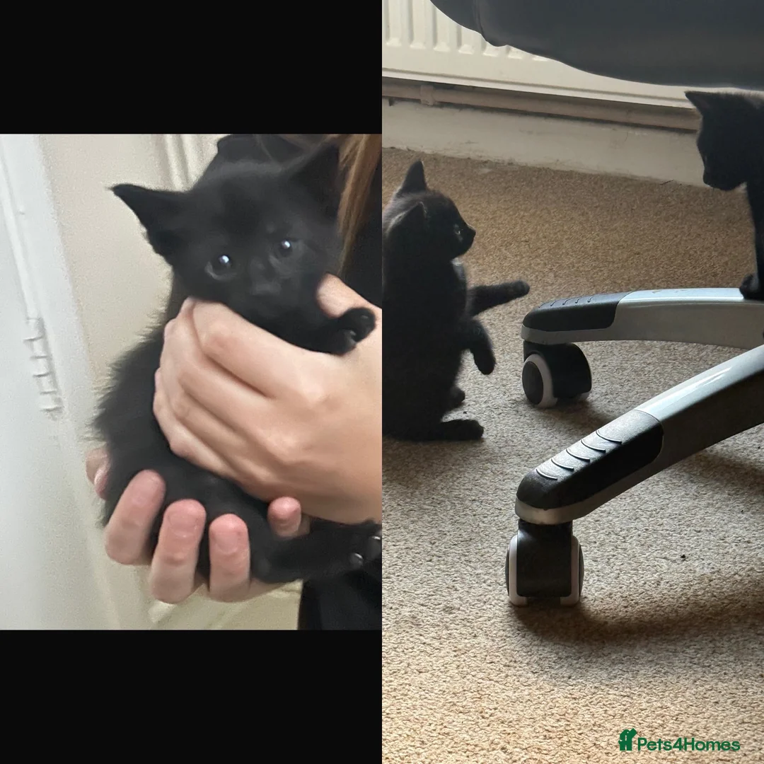 Mixed Breed cats for sale: Kittens to a good home - Advert 4