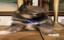 Pomeranian dogs for sale: Pomeranian puppies  - Image 7
