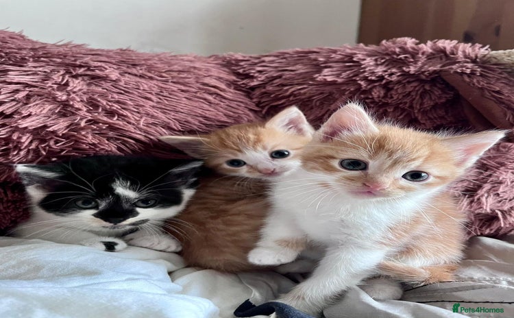 Mixed Breed cats - Advert 4
