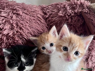 Mixed Breed cats - Advert 29