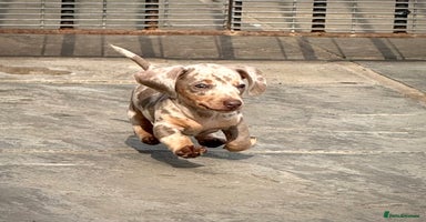 Miniature Dachshund dogs - Advert 4
