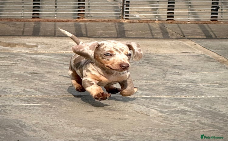 Miniature Dachshund dogs - Advert 2