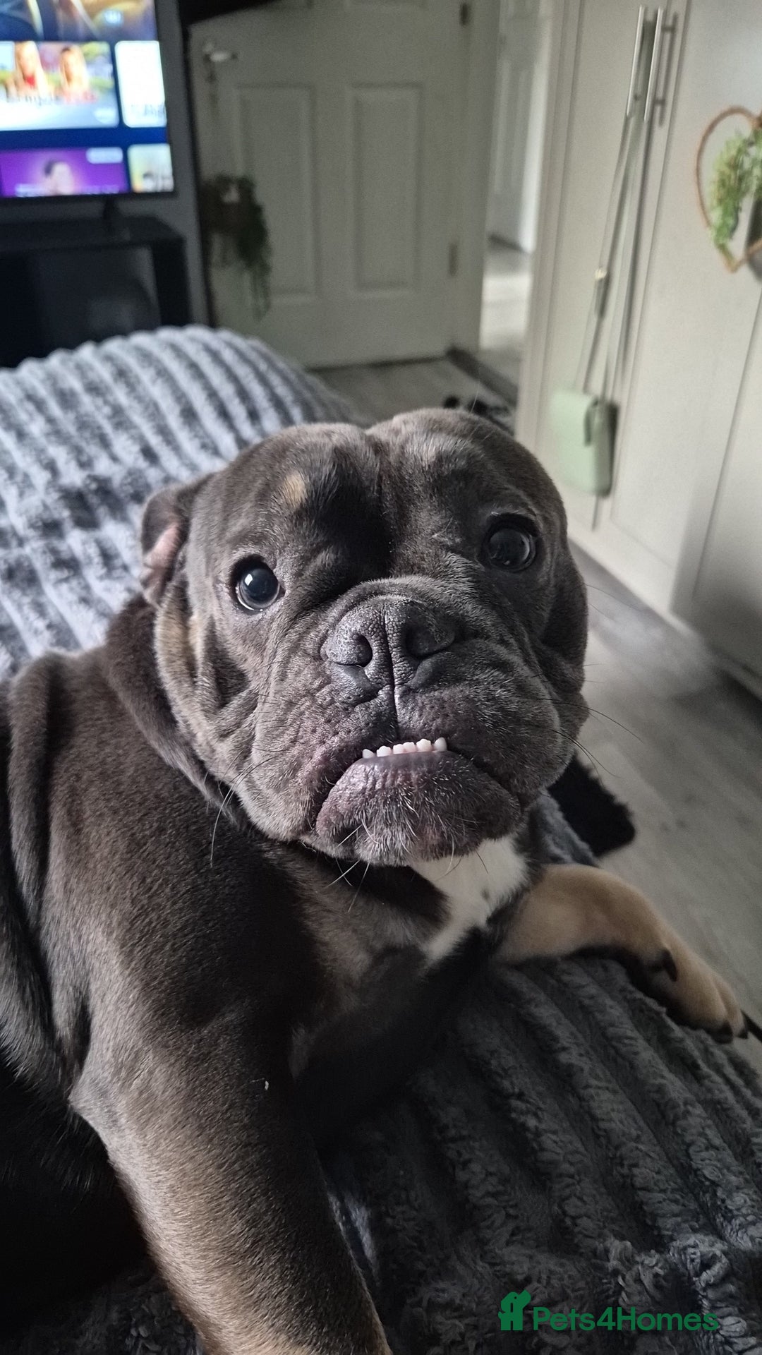 Mixed Breed dogs for sale: 2 Year Old Frenchie x English Bulldog - Image 1