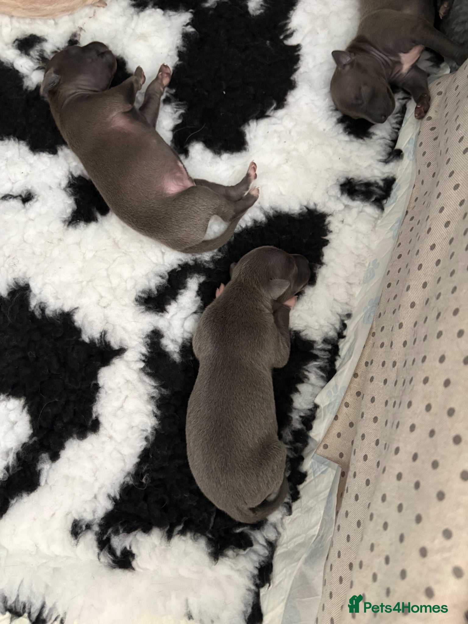 Italian Greyhound dogs Blue Iggy babies - Advert 16