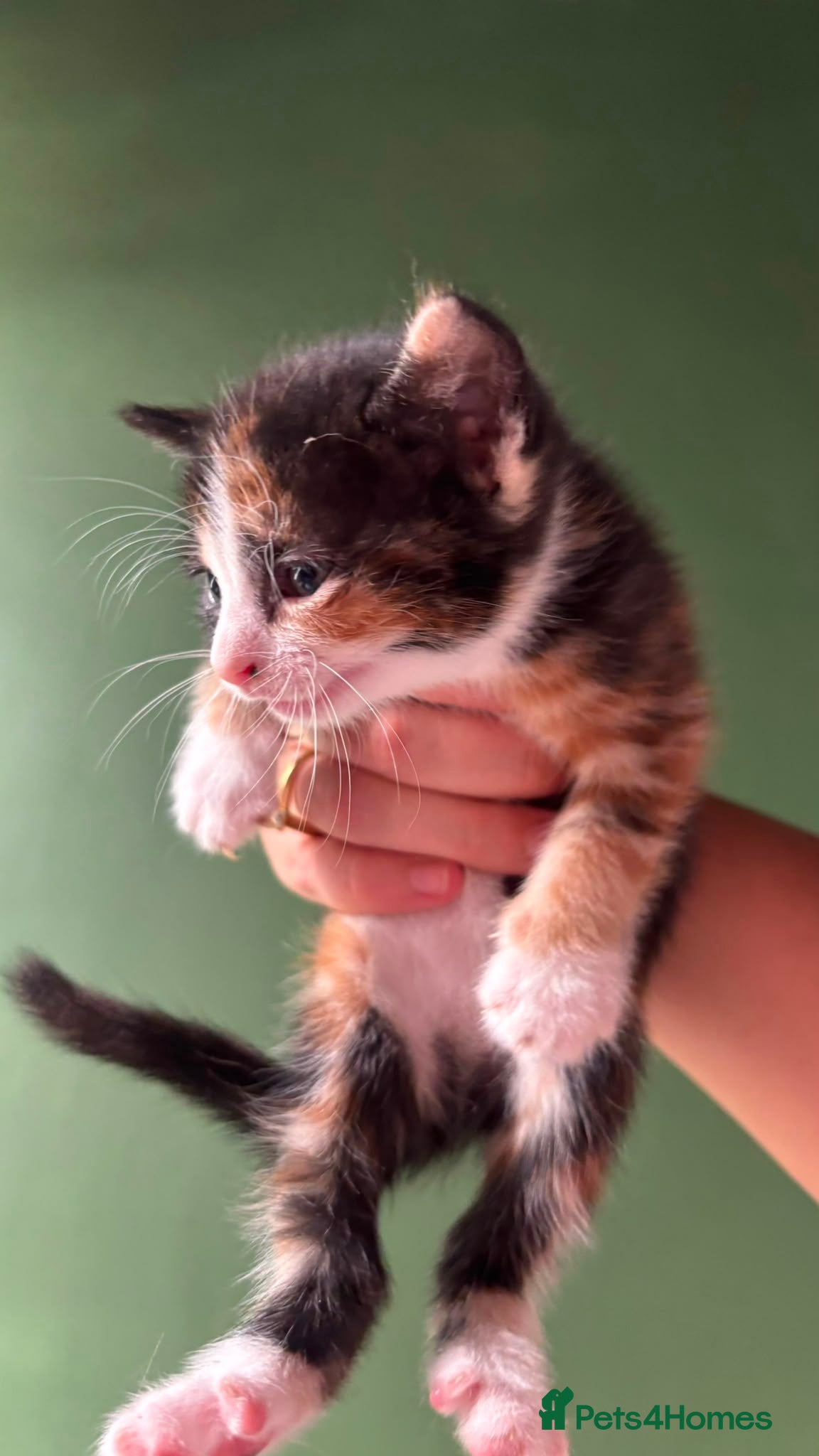 British Shorthair cats for sale: 4 mixed British shorthair gorgeous kittens - Advert 7