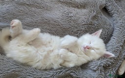 Ragdoll cats for sale: Ragdoll kittens - Advert 17