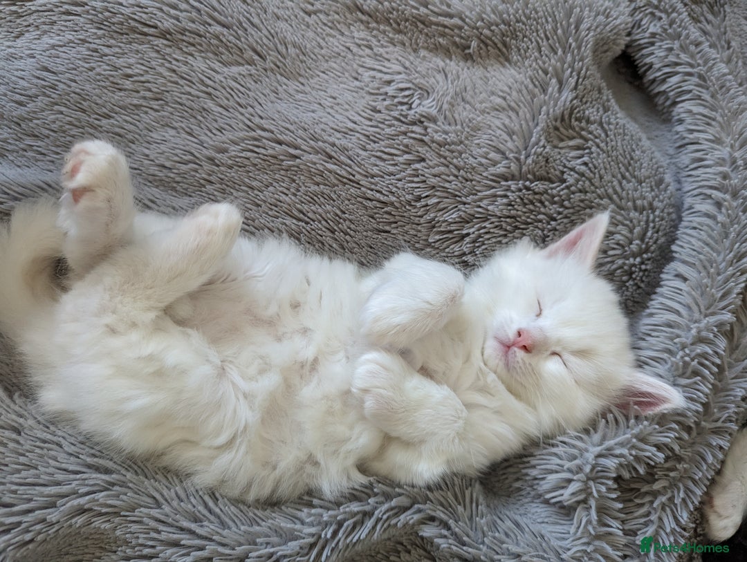 Ragdoll cats for sale: Ragdoll kittens - Advert 17