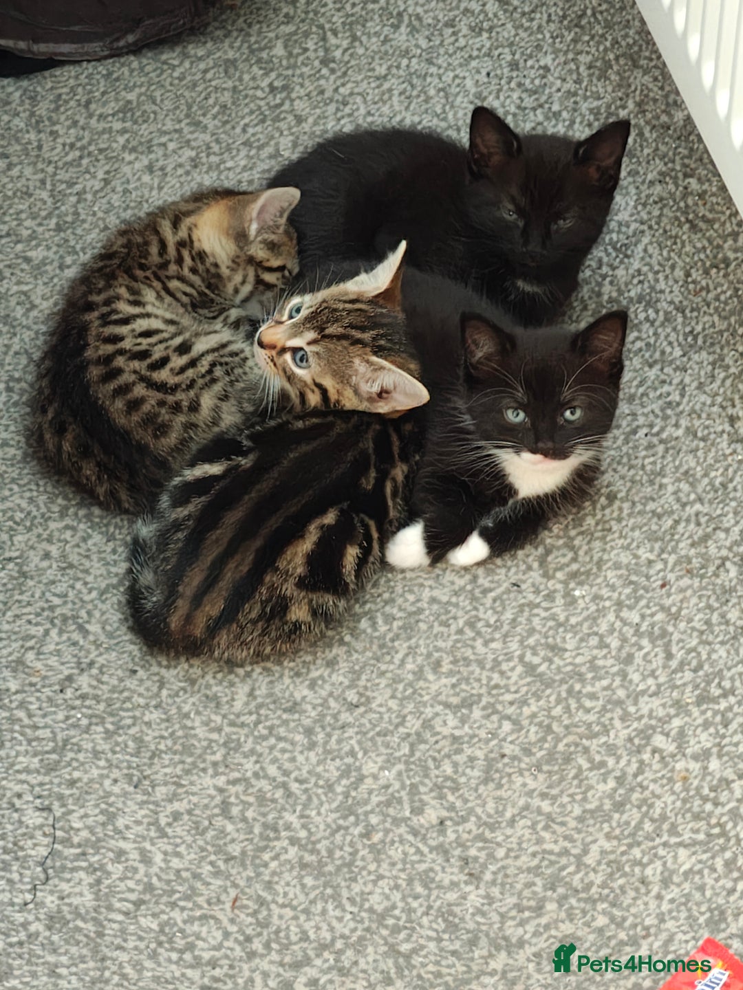 Bengal cats for sale: Bengal mix kittens - Image 5