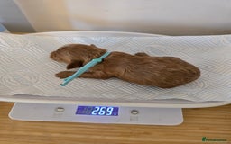 Cockapoo dogs for sale: American cockerpoo licensed Breeder health tested  - Image 14