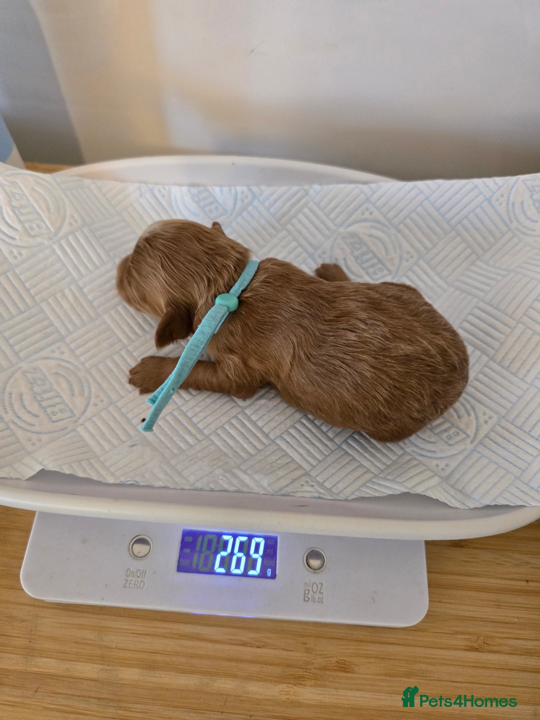 Cockapoo dogs for sale: American cockerpoo licensed Breeder health tested  - Image 14