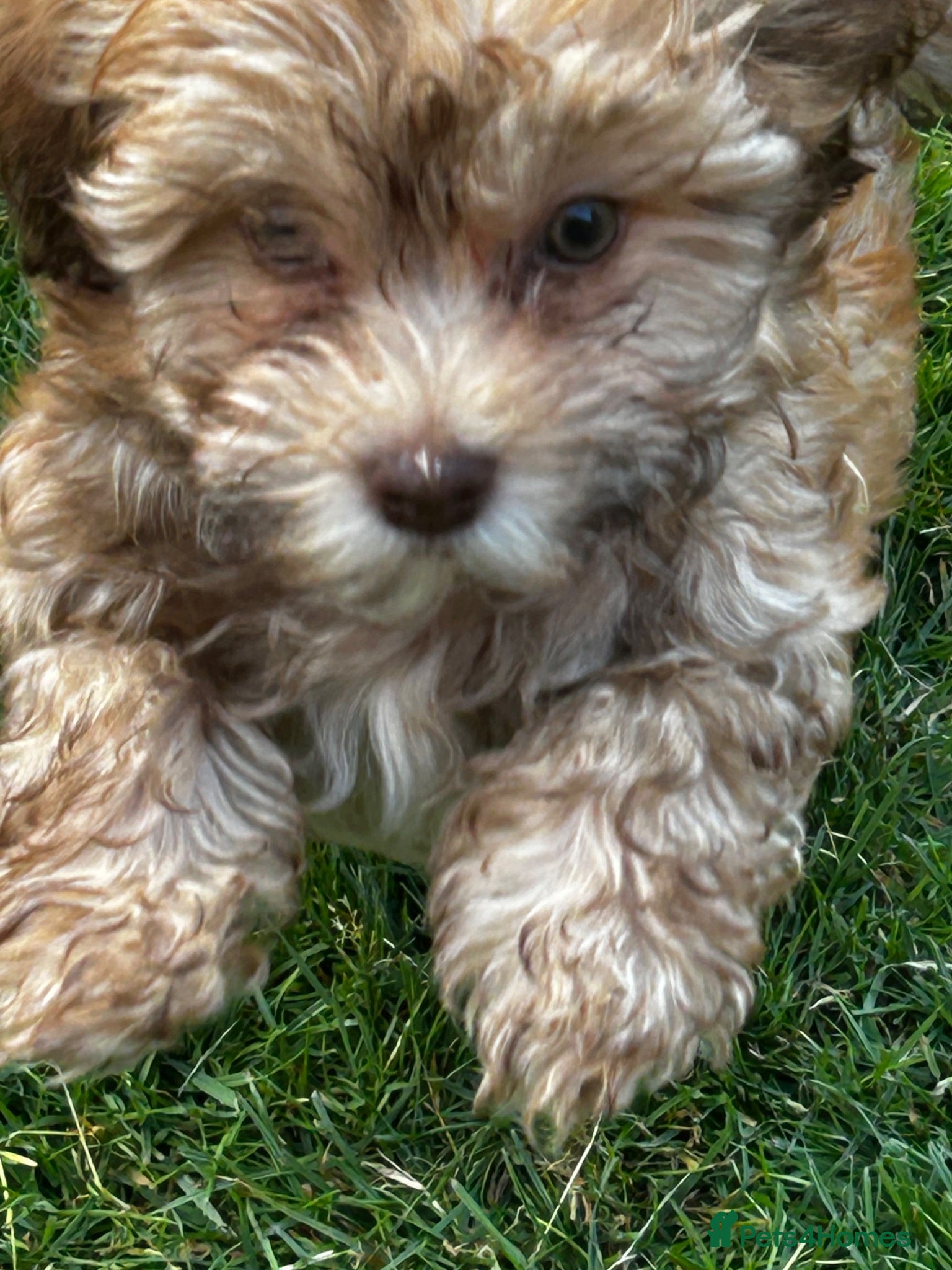 Havanese dogs 8 Exceptional colours KC reg Havanese puppies  - Advert 2