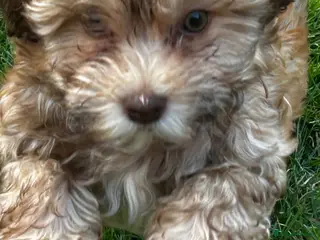 Havanese dogs 8 Exceptional colours KC reg Havanese puppies - Advert 2