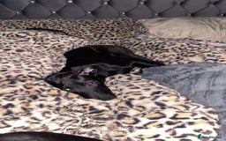 Mixed Breed dogs for sale: Saluki bull greyhound cross mali - Image 1