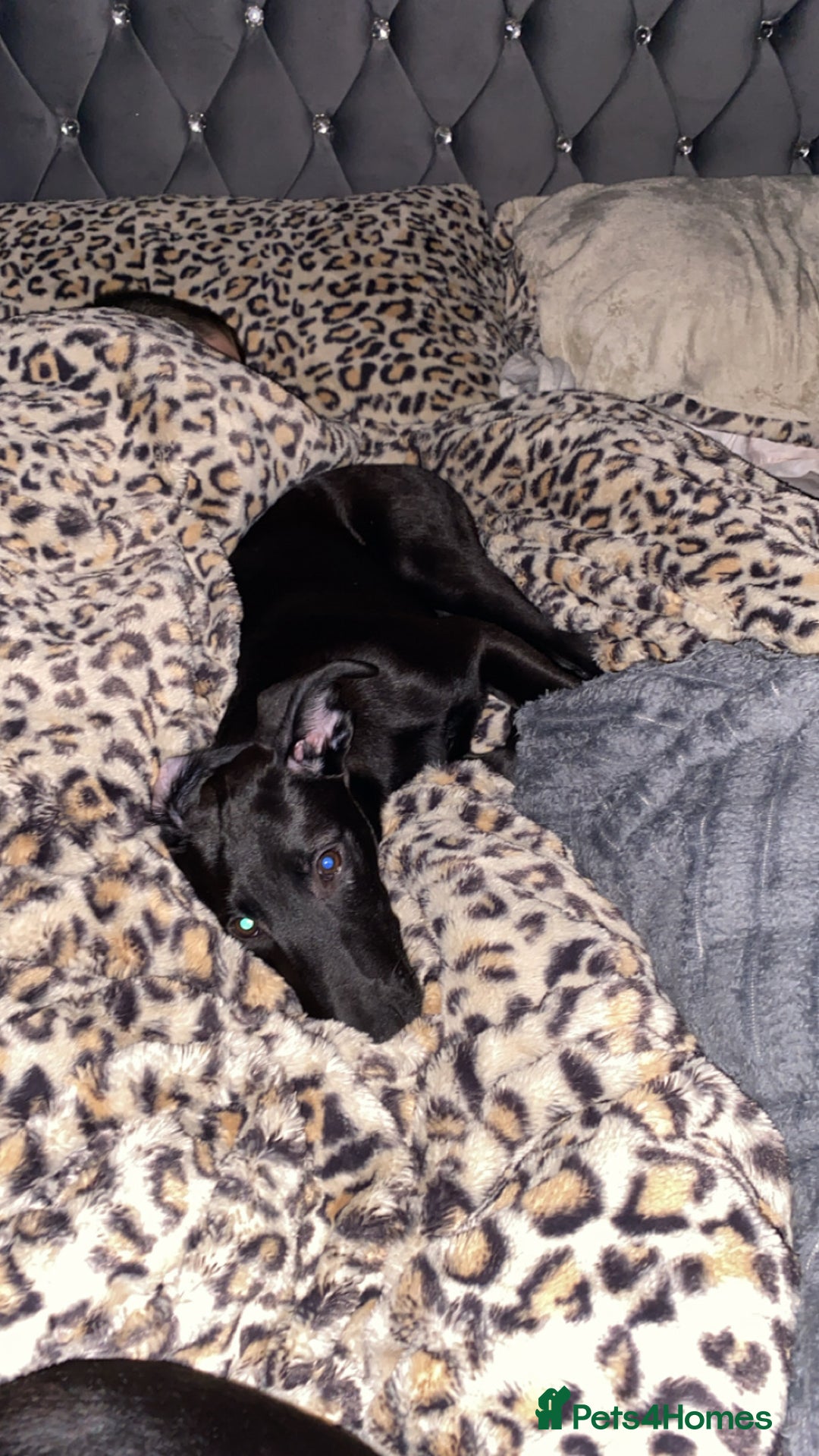 Mixed Breed dogs for sale: Saluki bull greyhound cross mali - Image 1