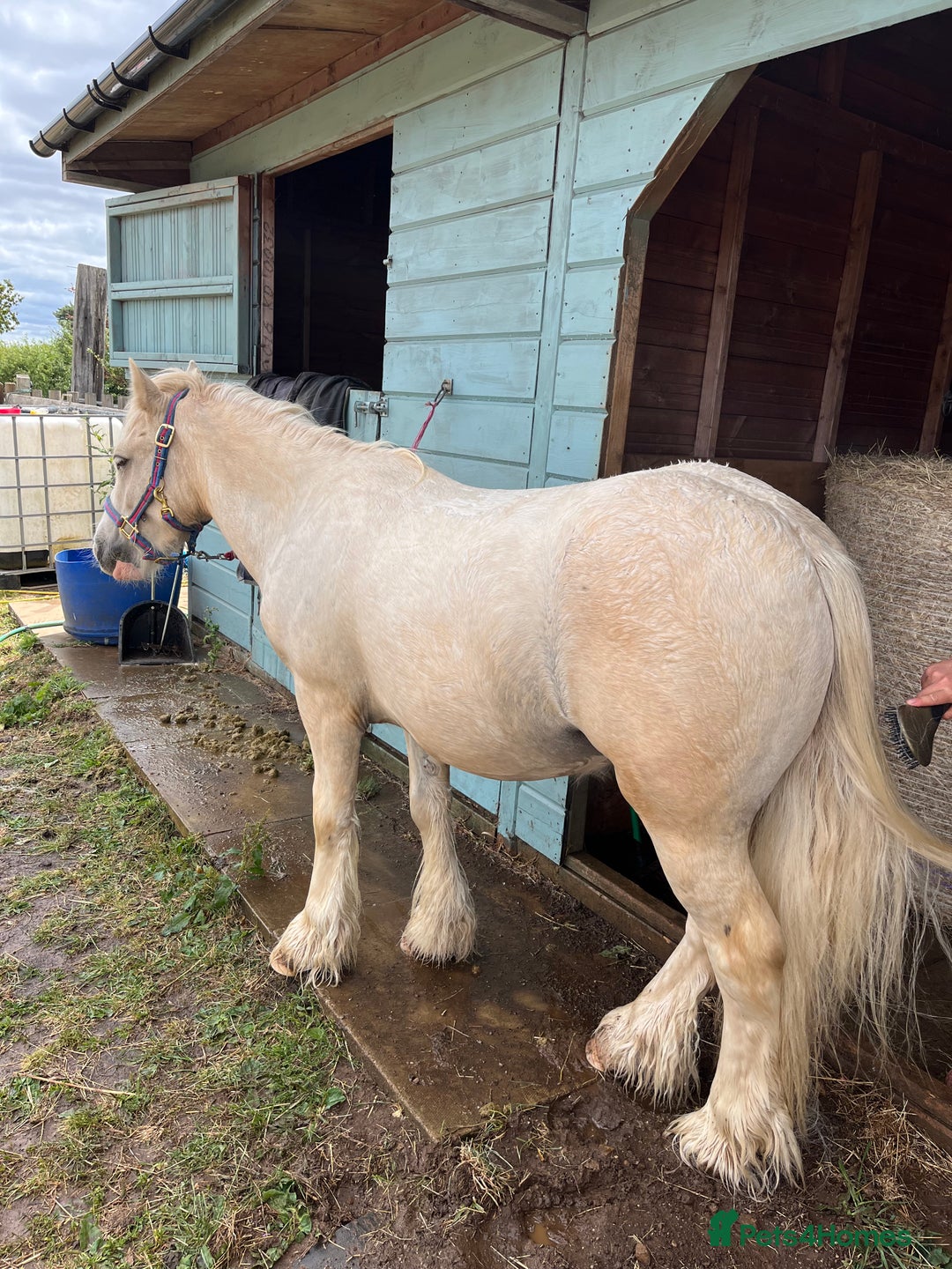 Irish Cob horses for sale: 13hh palomino gelding 2/3 year old mini cob - Image 3
