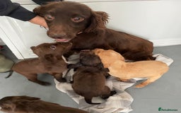 Cocker Spaniel dogs for sale: Cocker spaniel puppies for sale  - Image 7