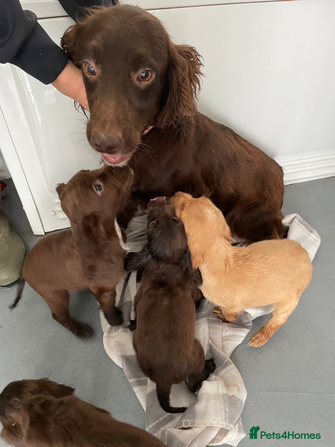Cocker Spaniel dogs for sale: Cocker spaniel puppies for sale  - Image 7