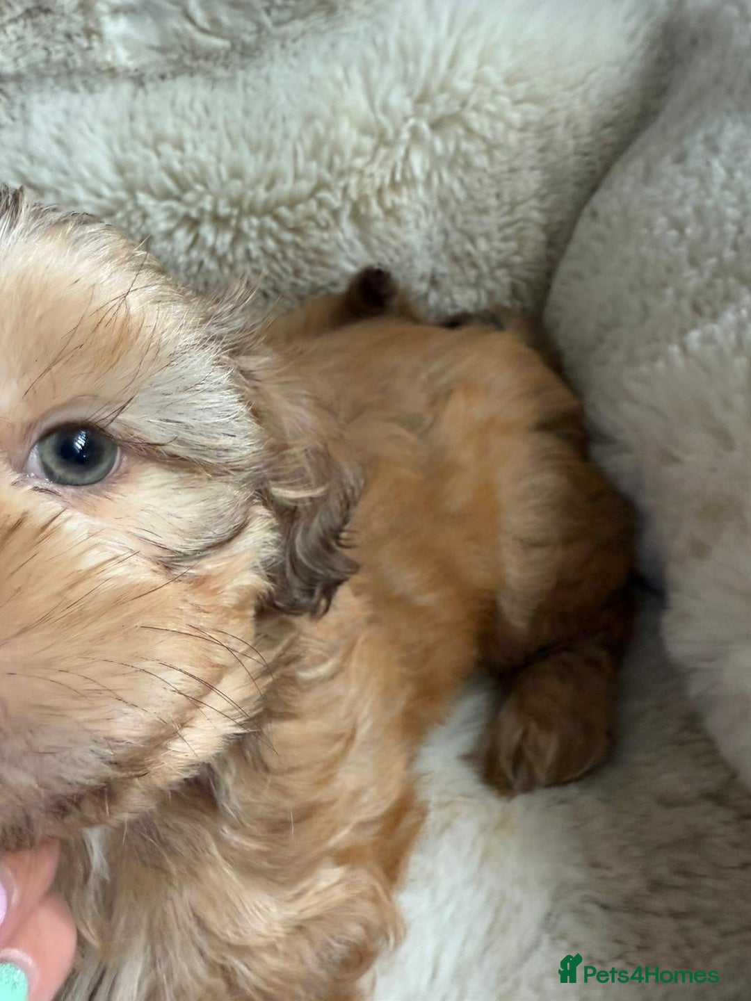 Shih Tzu dogs for sale: 4 imperial shih Tzu beautiful boys  - Image 7
