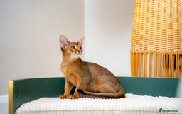 Abyssinian cats for sale: One of the Kind Abyssinian Girl-Champions Pedigree - Image 7