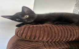 Mixed Breed cats for sale: 2 black kittens for sale. - Advert 7