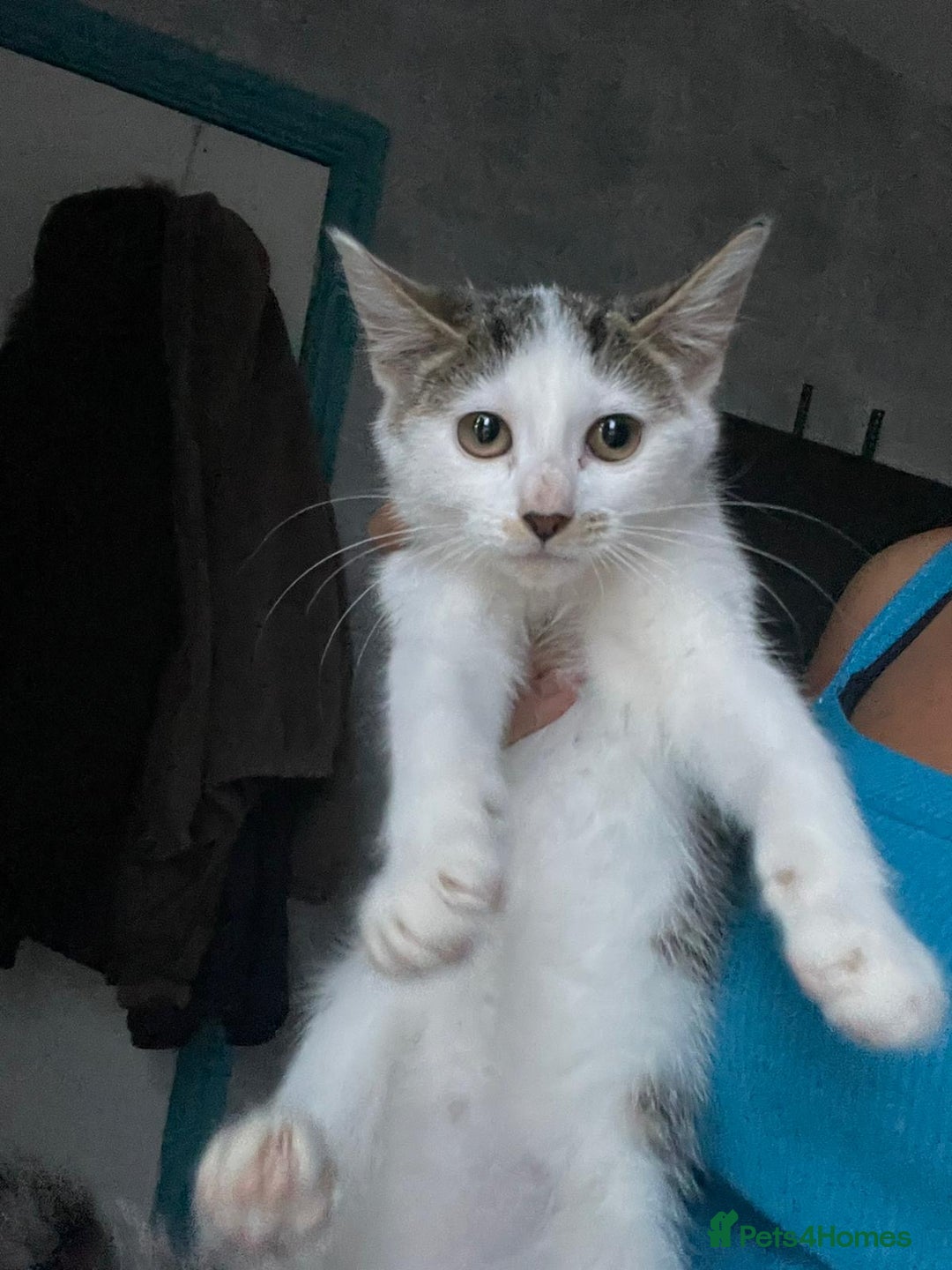 Mixed Breed cats for sale: 2 female 1 male kittens - Image 2