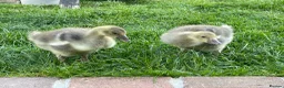 Geese poultry for sale: 2 Goslings - Advert 1