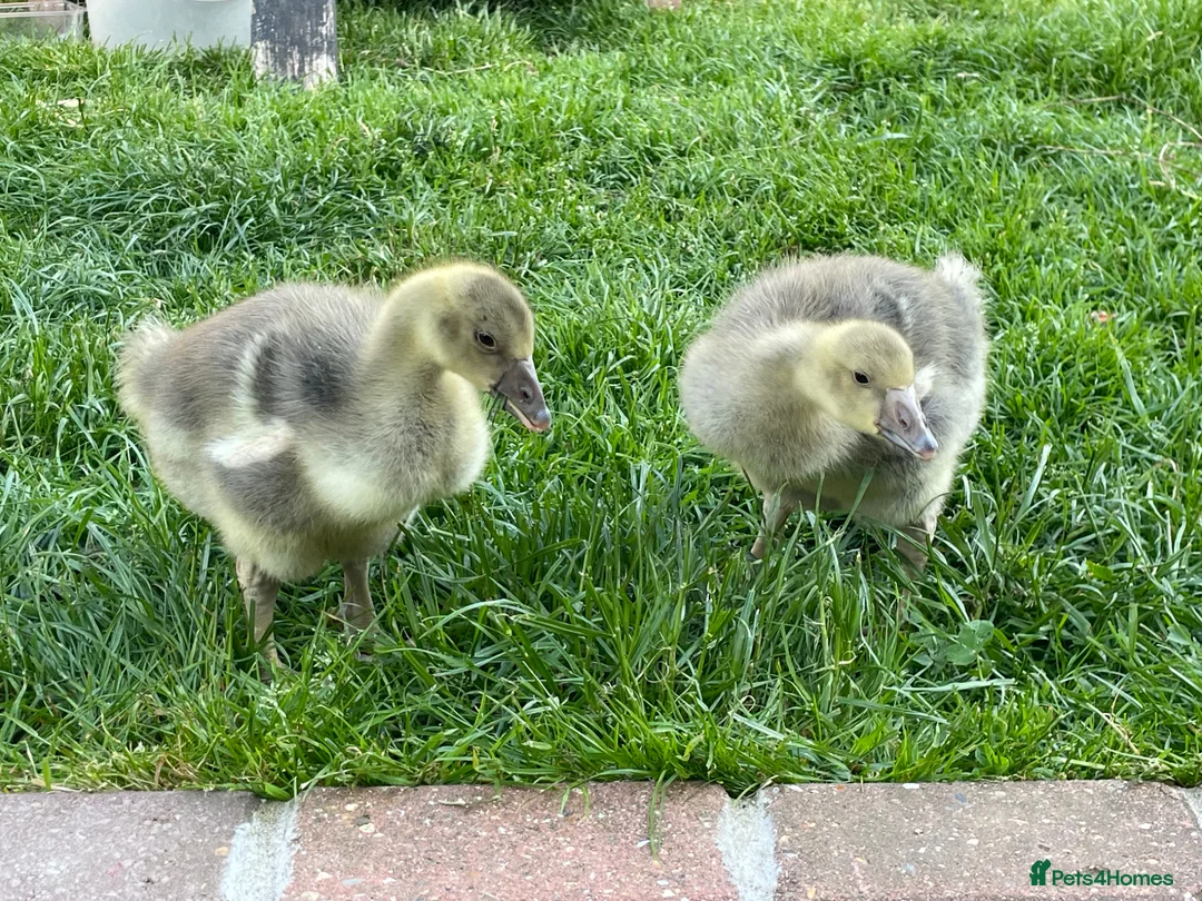 Geese poultry for sale: 2 Goslings - Advert 1