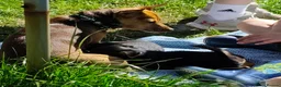 Jack Russell dogs for sale: Black and tan Puppies  - Advert 2