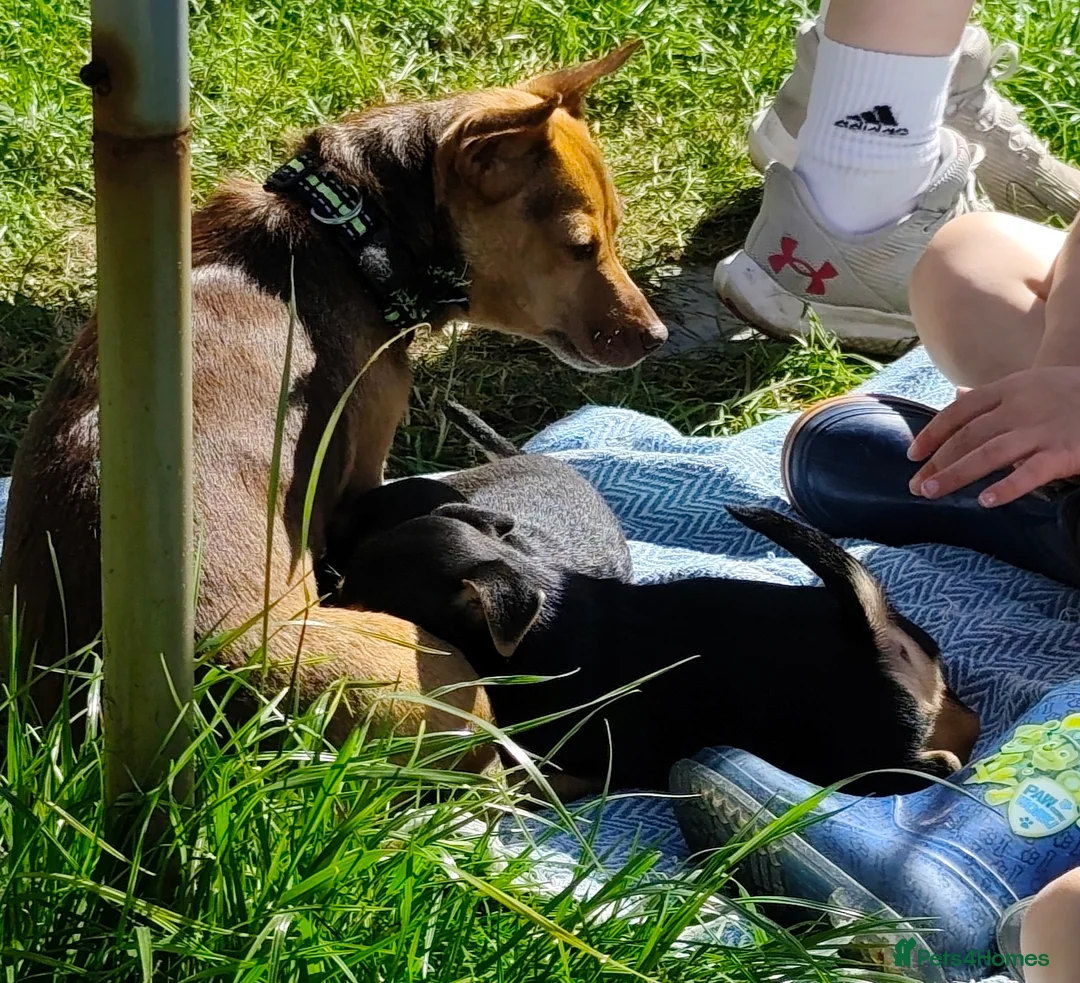 Jack Russell dogs for sale: Black and tan Puppies  - Advert 2