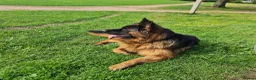 German Shepherd dogs for sale: German Shepherd Long Hair Black Litter  - Advert 8