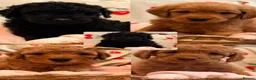 Labradoodle dogs for sale: 5 gorgeous miniature labradoodles in Broadstairs - Advert 1