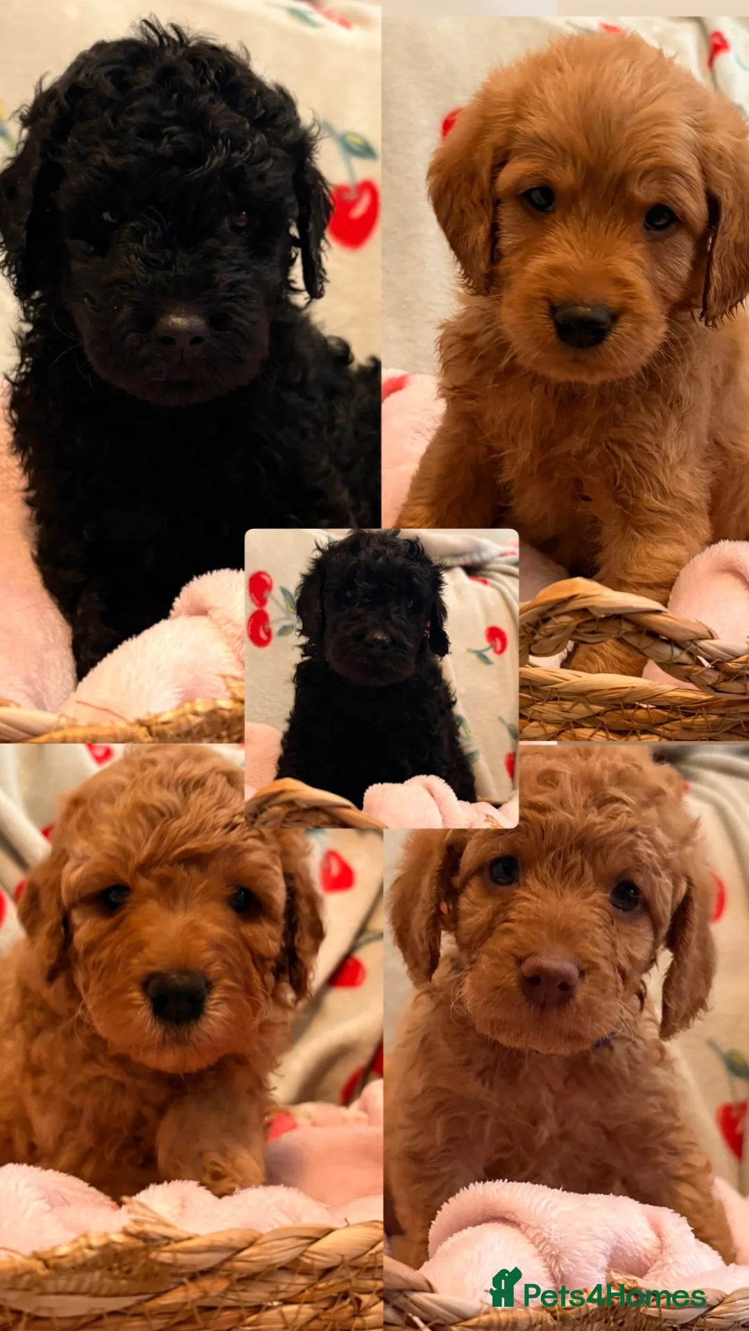 Labradoodle dogs for sale: 5 gorgeous miniature labradoodles in Broadstairs - Advert 1