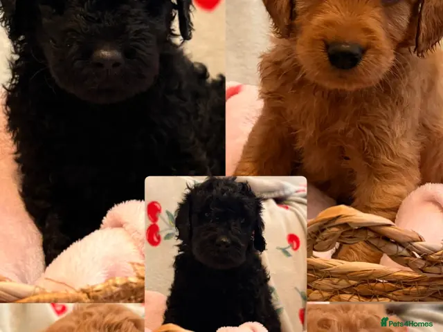 Labradoodle dogs 5 gorgeous miniature labradoodles - Advert 1