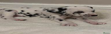 Dalmatian Puppy 3