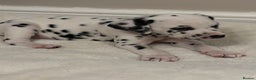 Dalmatian dogs for sale: Dalmatian puppies - Advert 9