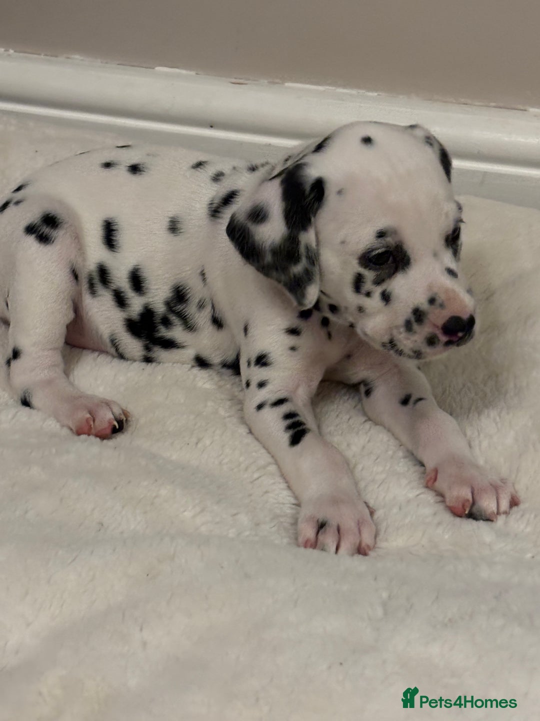 Dalmatian dogs for sale: Dalmatian puppies - Advert 9