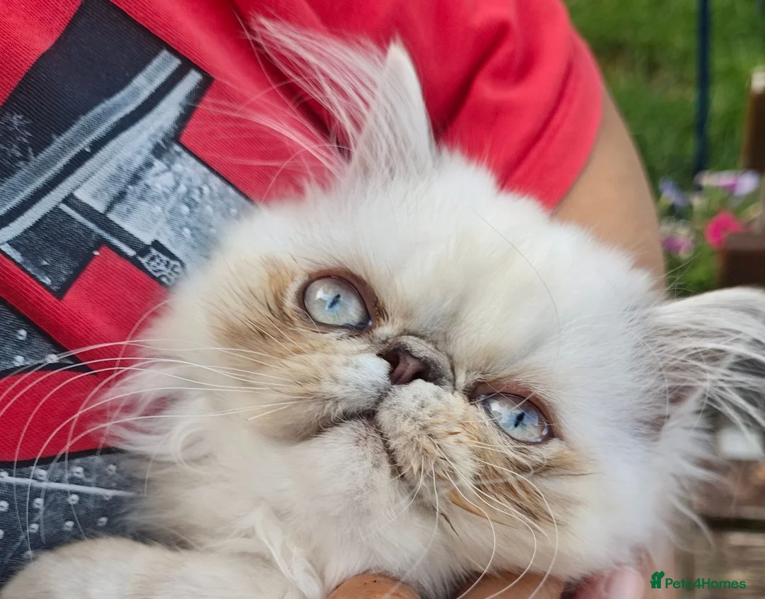 Persian cats for sale: Pure Persian long hair kitten  - Advert 1