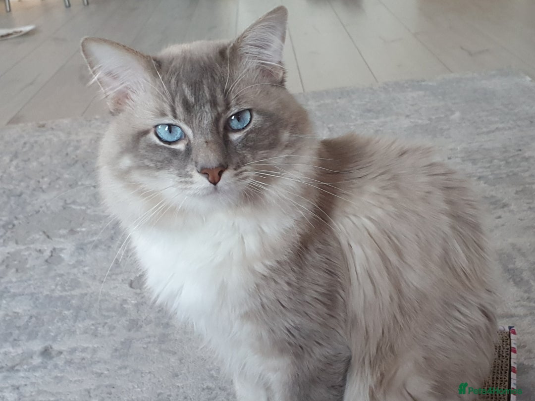 Ragdoll cats for stud: Handsome blue lynx Ragdoll for stud in Bathgate - Image 10