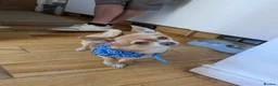 Chihuahua dogs for stud: Beautiful Male Chihuahua for stud - Advert 14