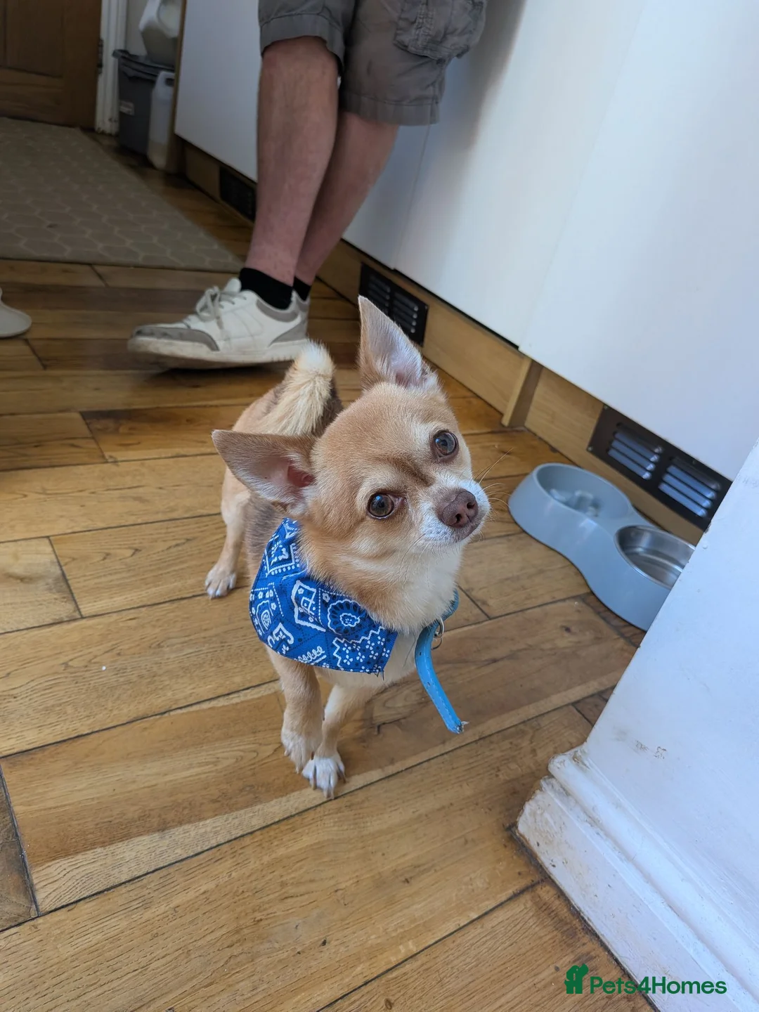 Chihuahua dogs for stud: Beautiful Male Chihuahua for stud - Advert 14