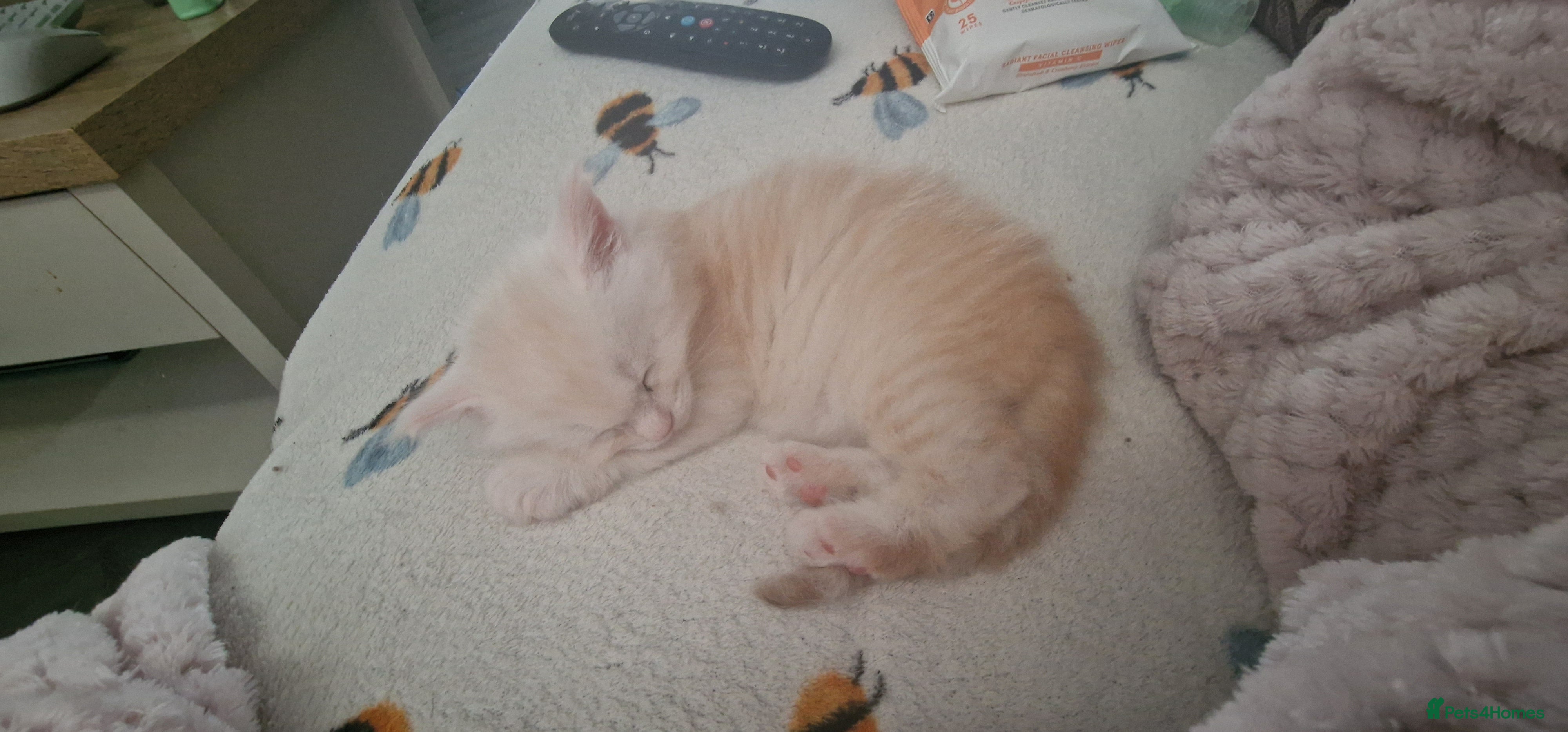 Maine Coon cats Cream and white large kitten Tica registered  - Advert 2