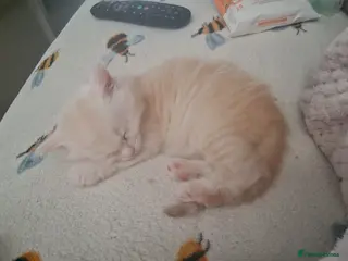 Maine Coon cats Cream and white large kitten Tica registered - Advert 2