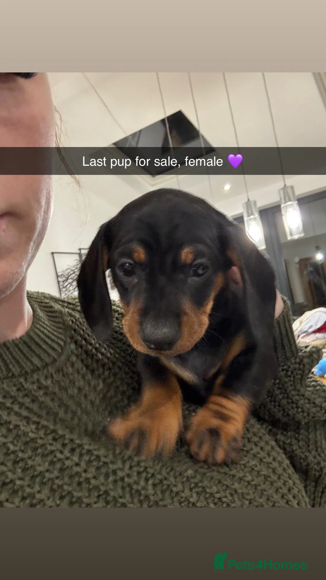 Dachshund dogs for sale: Black and Tan dachshund  in Sheerness - Advert 5
