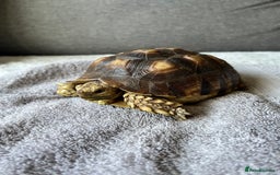 Tortoise reptiles for sale: Sulcata Tortoise  - Image 1