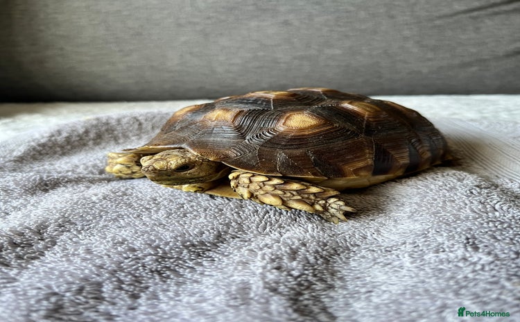 Tortoise reptiles - Advert 1