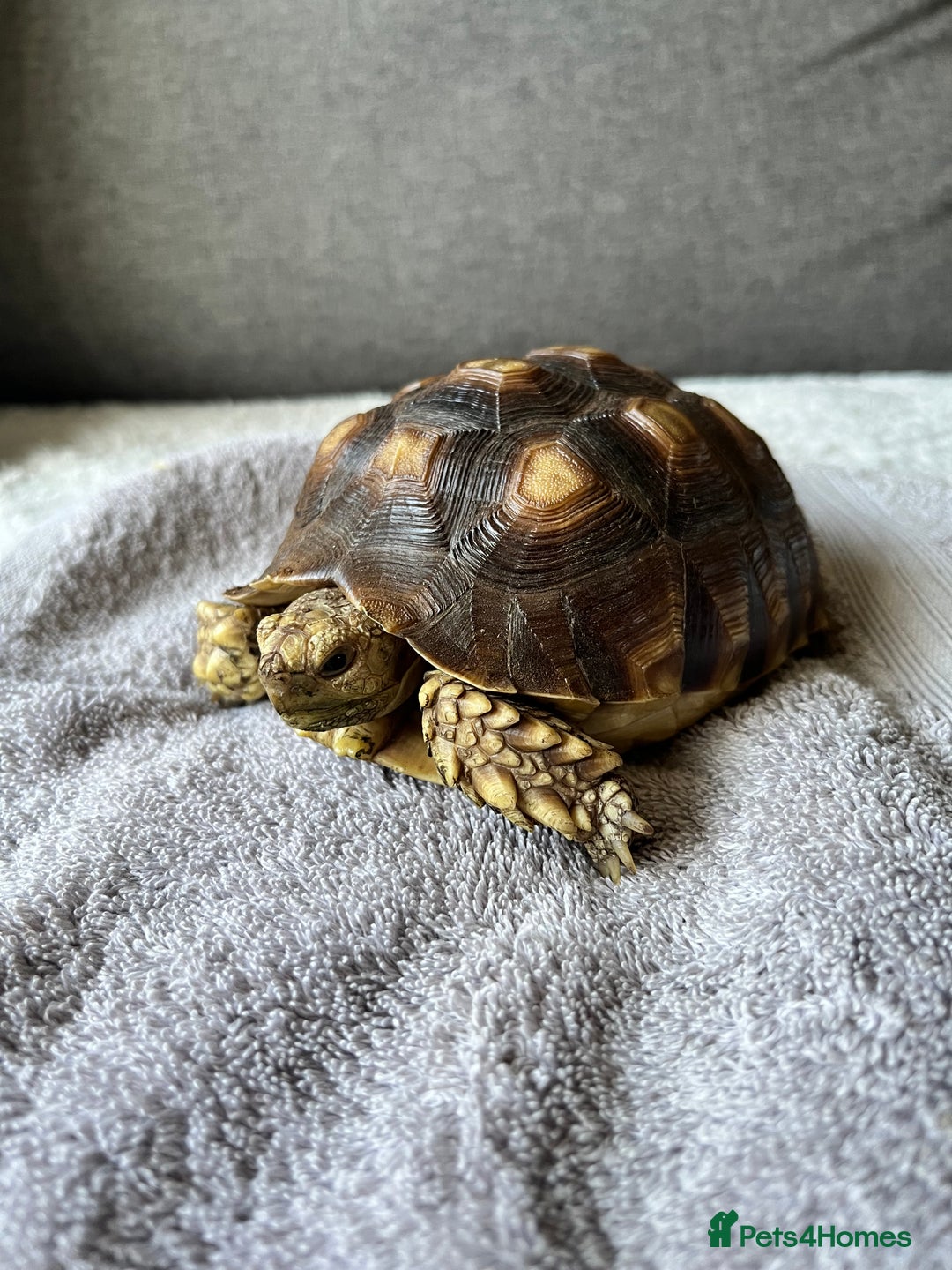 Tortoise reptiles for sale: Sulcata Tortoise  - Image 1