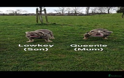 English Bulldog dogs for stud: Lowkey, Pink & Fluffy carrier Proven Stud!  - Image 10